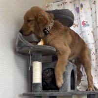 足を下ろす犬と隠れる猫