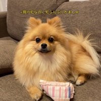 飼い主さんを見つめるハニちゃん
