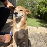 気持ちよさそうにブラッシングされる犬