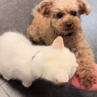 「え…猫も…？」