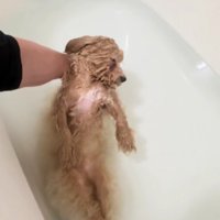 別犬になって熟睡…