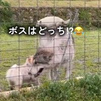 去っていくウルフドッグ
