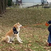秋田犬が散歩拒否…