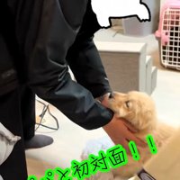 パパと初対面のかんくろう君