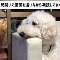 ソファのひじ掛けにあごをのせる犬