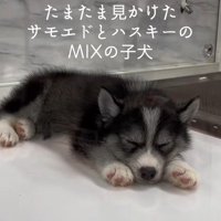 はまちちゃんの成長記録