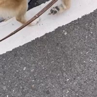 道路を歩く犬の足元