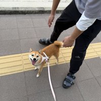 ニコニコ