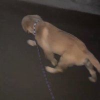 楽しそうに道路を歩く犬