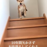 笑顔の柴犬