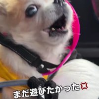 「まだ遊びたい！」