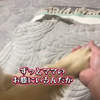 手を握られるメルちゃん
