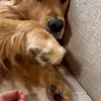 催促するアルトくん