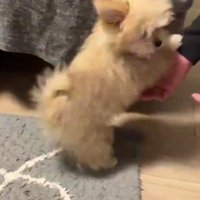 「上手にできたよ！」