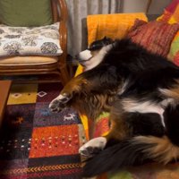 また横になるリンちゃん