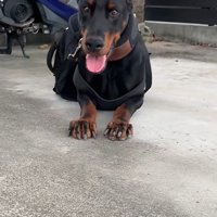 タイソンくんが回復するまで7