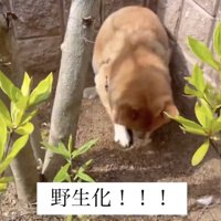 高速ホリホリ