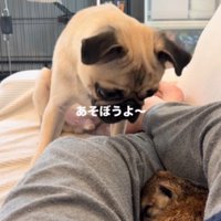 飼い主の足の間に入って眠るミーアキャット
