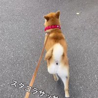 早足で猫から遠ざかっていく犬
