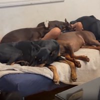 ベッドに眠るわんこ