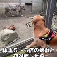 ライオンさんにご挨拶