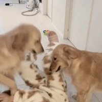 床に転げ落ちる女性