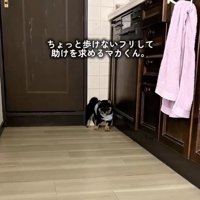 隅っこで固まるまかお君