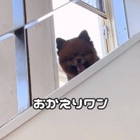 2階から顔を出すトムくん