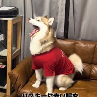 赤い服を着た犬2