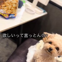くまちゃんに「おやつほしいの？」と聞いたら7