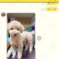 カメラ目線の犬