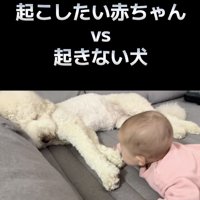 いとちゃん「起きてー」