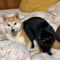 15分後も同じ体勢の2匹