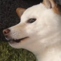 真顔になる犬