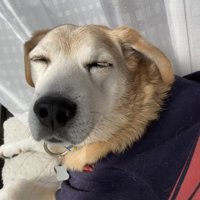 気持ちよさそうな