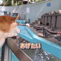 推しのペンギンがいるのかも♡