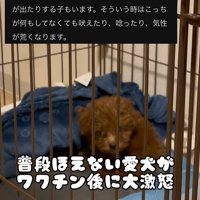 注射後のむぎ君4