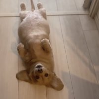 「さんぽやだ…」