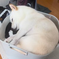 洗濯カゴで眠る柴犬