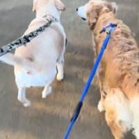 元気に走る大型犬達