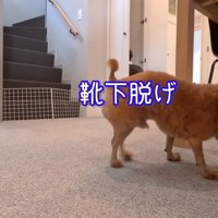 男性が履いている靴下を舐める犬