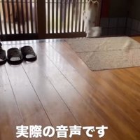玄関に立つ白い犬