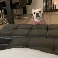 可愛さが勝っちゃいます