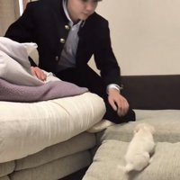 クッションを登る犬