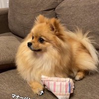 視線を逸らすハニちゃん