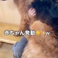 飼い主の上に乗る犬