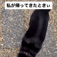 近寄っていく犬1