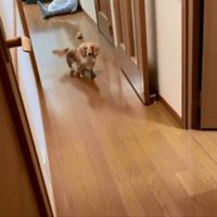 後追いするパンナちゃん