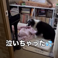 赤ちゃんに気付いた犬