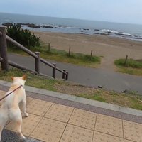 海にやってきました